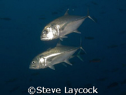 Big eyed jack - Galapagos by Steve Laycock 